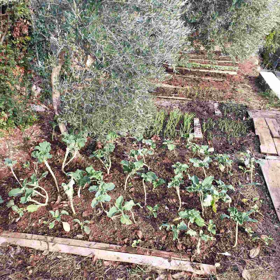 Mary'S Garden Villa Tulisevica Екстериор снимка