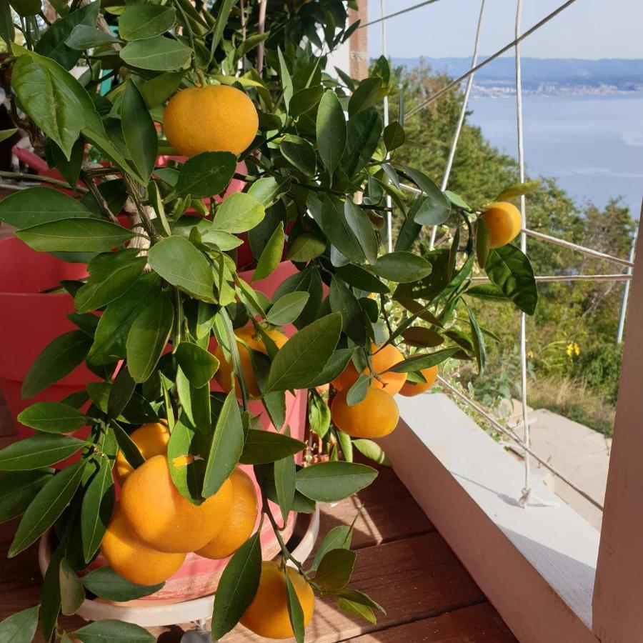 Mary'S Garden Villa Tulisevica Екстериор снимка
